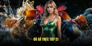 Đá Gà Trực Tiếp C1 78win - Trải Nghiệm Đỉnh Cao 9 Đá gà trực tiếp C1